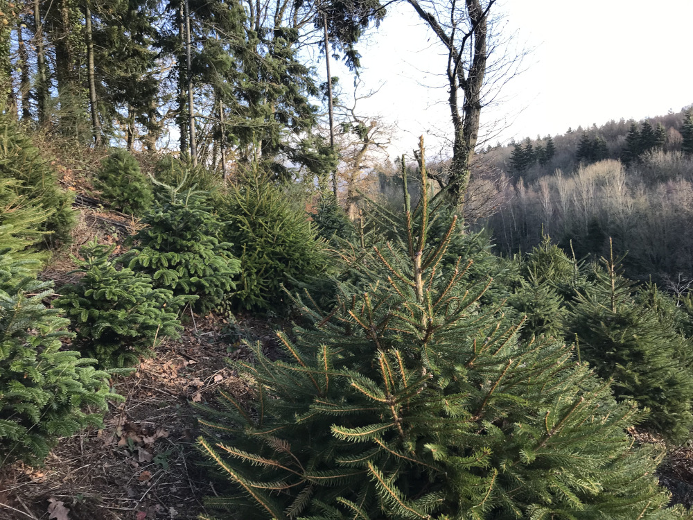 Growing fir trees